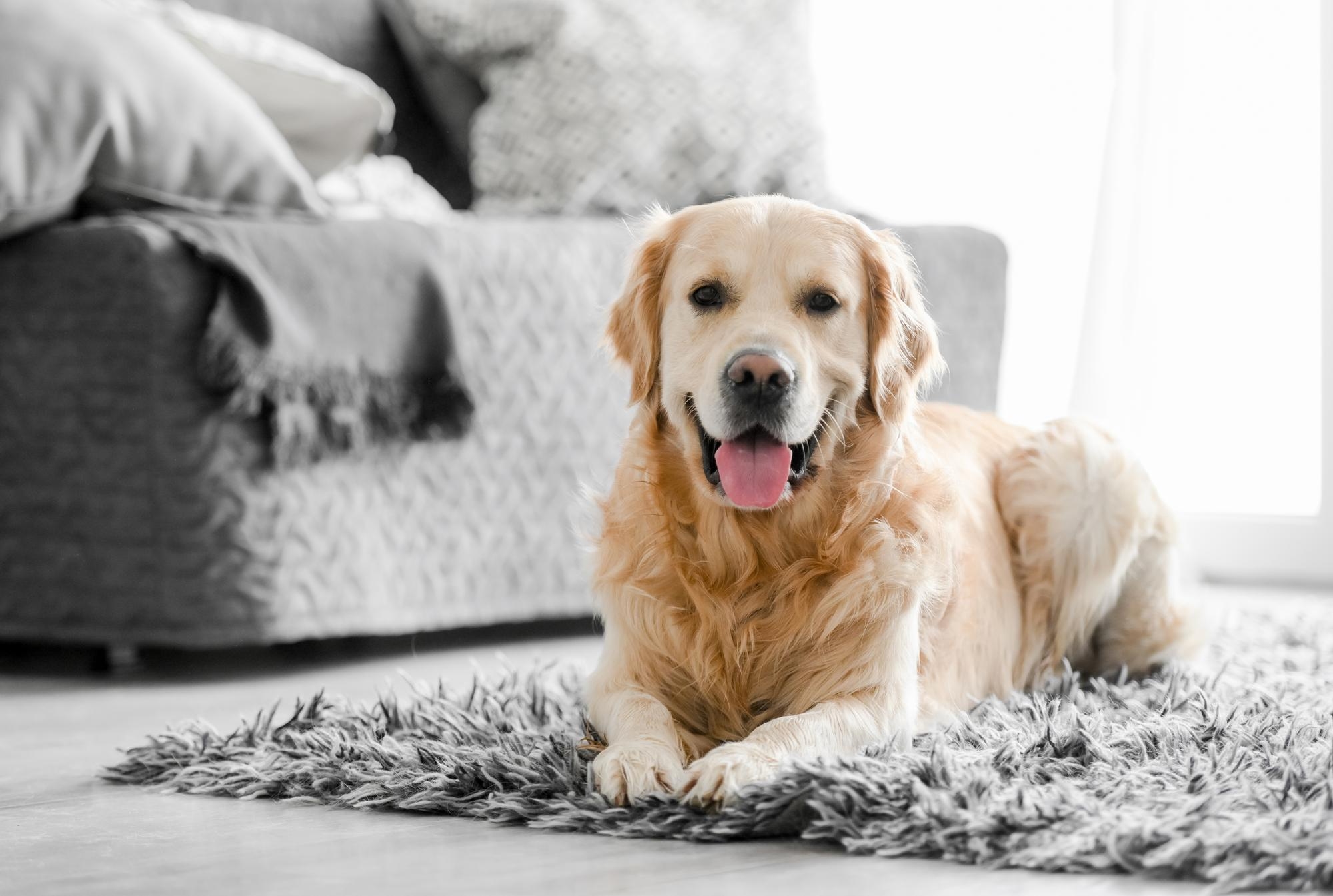 Cão em uma sala